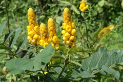 Cassia alata